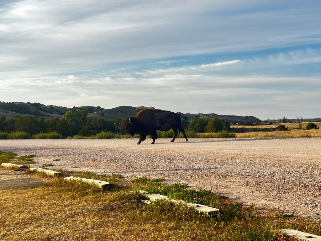 Day 84: Safari in the&nbsp;Badlands