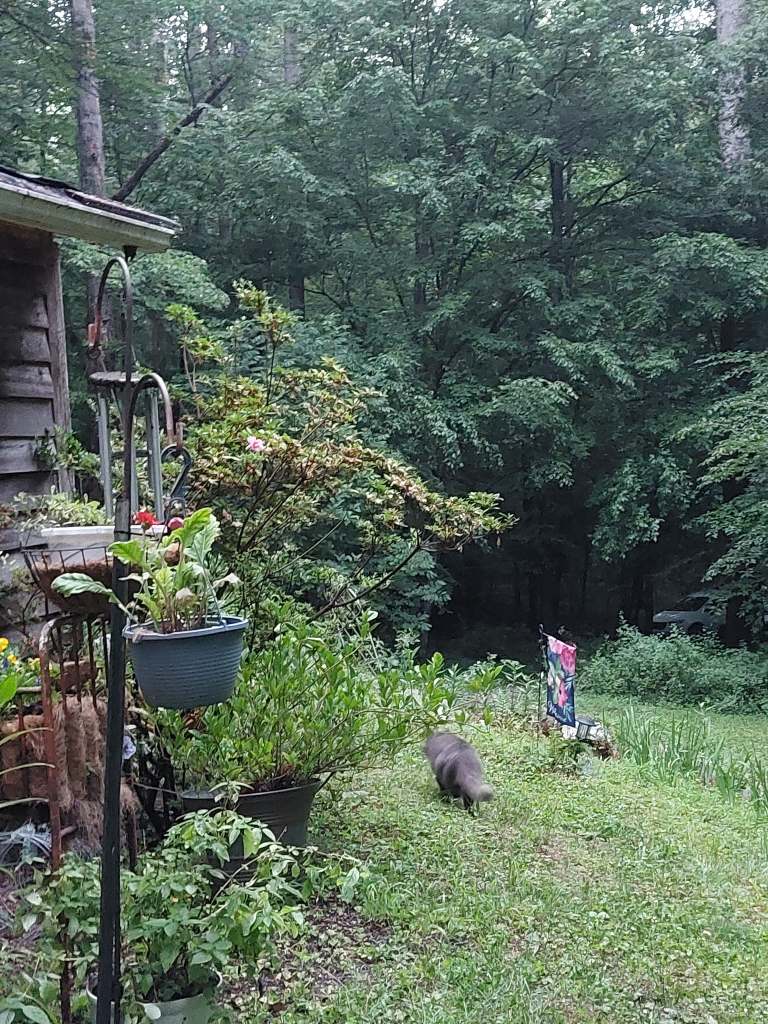 One of Pam's cats, Garlic, roaming around outside